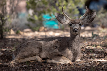 male mule deer with antlers