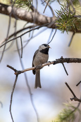 Black throated sparrow