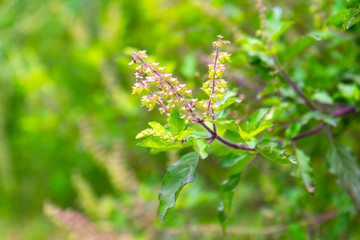 Fresh basil plant tree on nature background