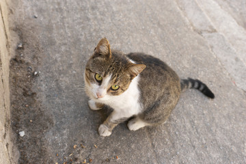 Cute domestic cat