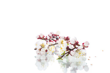 Branch with apricot flowers on a white background