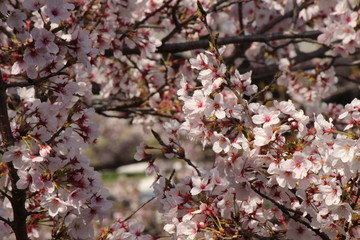 Cherry blossoms come out between late March and April in Japan.