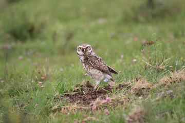 Burrowing Owl (Athene cunicularia)