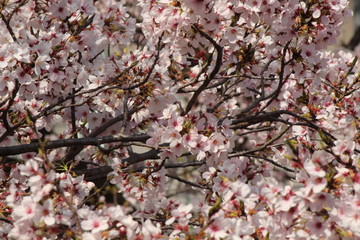 Cherry blossoms come out between late March and April in Japan.