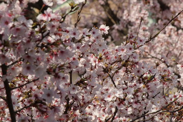 Cherry blossoms come out between late March and April in Japan.