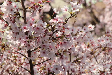 Cherry blossoms come out between late March and April in Japan.