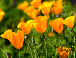 Garden of Mexican Poppies