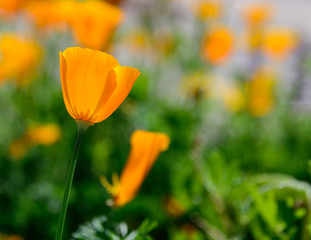 Single Poppy in Focus