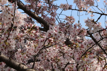 Obraz premium Cherry blossoms come out between late March and April in Japan.