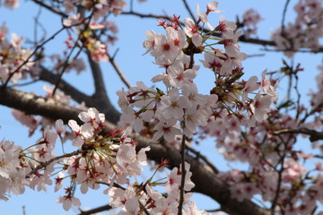 Cherry blossoms come out between late March and April in Japan.
