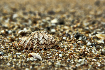 sea shells on the beach
