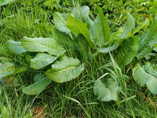 Dock plant (Rumex obtusifolius) growing in a grass meadow