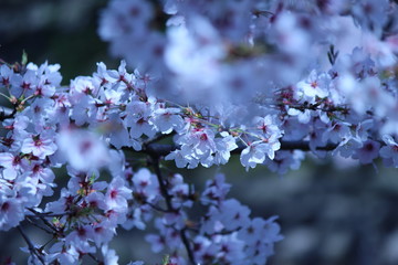 Cherry blossoms come out between late March and April in Japan.