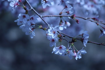 Cherry blossoms come out between late March and April in Japan.
