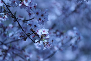 Cherry blossoms come out between late March and April in Japan.