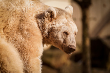 Naklejka premium Eisbär im Freien am Felsen auf der Sonne, Tierpark, Natur, Felsen, wildetiere, wild lebende fleichfresser, raubtiere im zoo