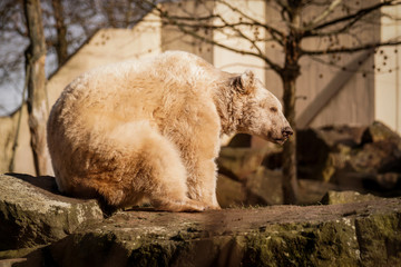 Eisb&auml;r im Freien am Felsen auf der Sonne, Tierpark, Natur, Felsen, wildetiere, wild lebende fleichfresser, raubtiere im zoo