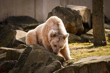 Polarb&auml;r, B&auml;r, Tierpark, Natur, Felsen, wildetiere, wild lebende fleichfresser, raubtiere im Freien