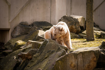 Polarbär, Bär, Tierpark, Natur, Felsen, wildetiere, wild lebende fleichfresser, raubtiere im...