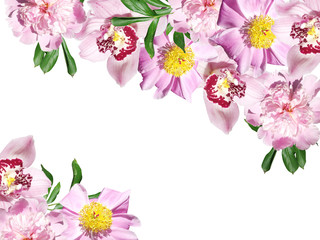 Beautiful floral background of peonies and orchids. Isolated