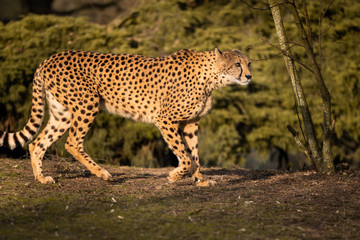 Wildkatze im Jagtmodeus, Leopard an der Sonne, Natur, Cheetahs, wild lebende Raubtiere