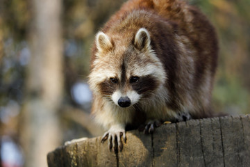 Portrait of sitting female common raccoon