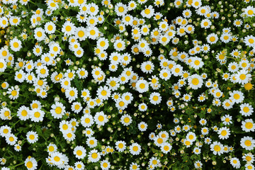 background of spring beautiful daisy flowers. selective focus