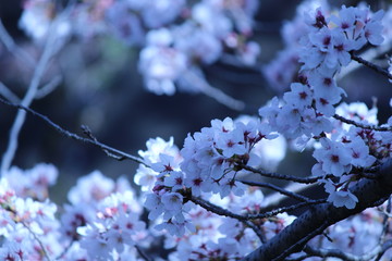 Cherry blossoms come out between late March and April in Japan.