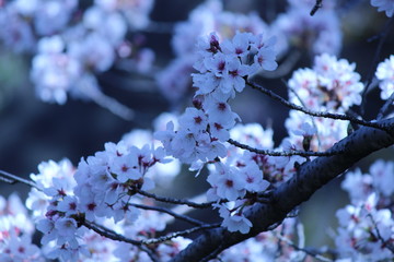 Cherry blossoms come out between late March and April in Japan.