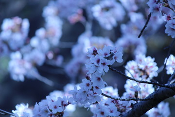 Cherry blossoms come out between late March and April in Japan.