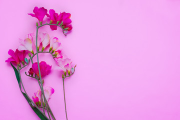 Fototapeta na wymiar Delicate flowers on pink background