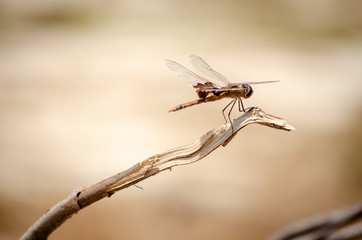 up close image of dragonfly on branch