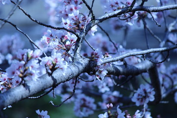 Cherry blossoms come out between late March and April in Japan.