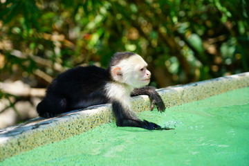 A white-headed capuchin monkey (cebus capucinus) by the pool in Peninsula Papagayo, Guanacaste, Costa Rica