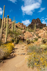 Saguaro Cactus & Wild flowers on Pinnacle Peak hiking  Trail In Scottsdale, Arizona.