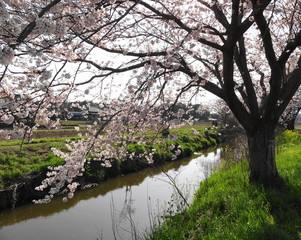 今井の桜