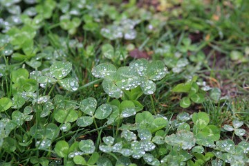 Clover leaves in the rain