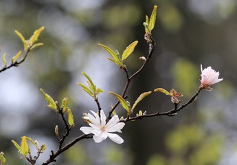 Branch of flowering Magnolia in the rain