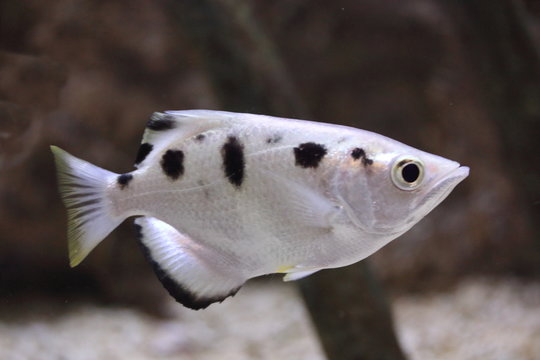  banded archerfish  (Toxotes jaculatrix)
