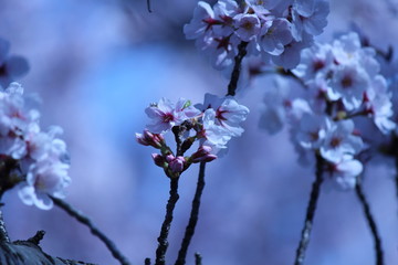 Cherry blossoms come out between late March and April in Japan.
