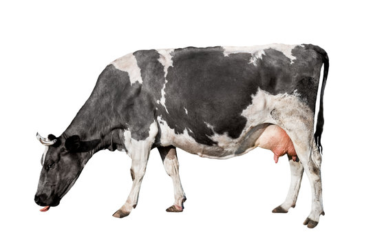 Cow full length isolated on white background. Spotted black and white cow standing in front of white background. Farm animals