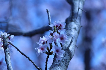 Cherry blossoms come out between late March and April in Japan.