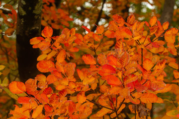 Splendid flora (Cotinus coggygria - smoketree) in Autumn 