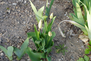 tulips a few days before blooming