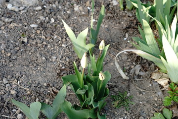 Fototapeta premium tulips a few days before blooming