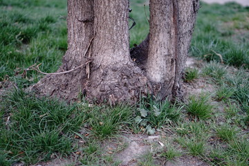 landscape tree on the lawn