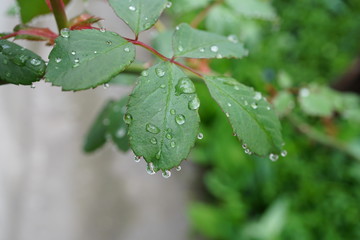 raindrops (dew) on the leaves of plants