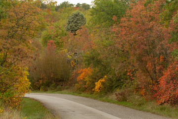 Obraz premium Splendid flora (Cotinus coggygria - smoketree) in Autumn 