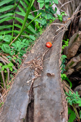 Dry palm leaf