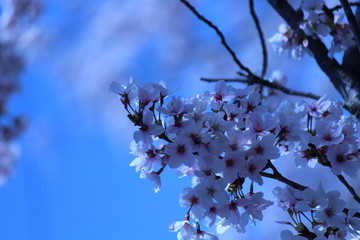 Japanese national flower cherry blossom.